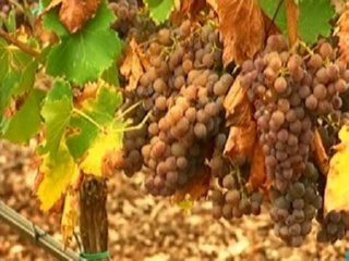 LABORATORIO VINO (12)